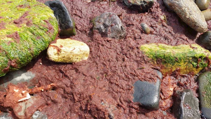 MARMARA DENİZİ’NİN TEKİRDAĞ KIYILARI KIRMIZI YOSUNLA KAPLANDI