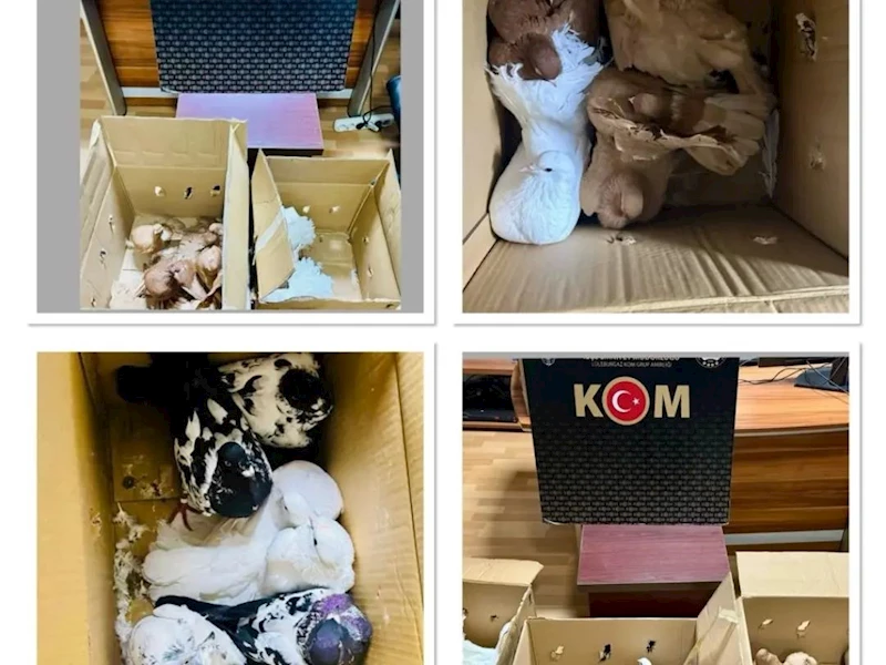 YURDA KAÇAK YOLLARLA GETİRİLEN GÜVERCİNLER ELE GEÇİRİLDİ