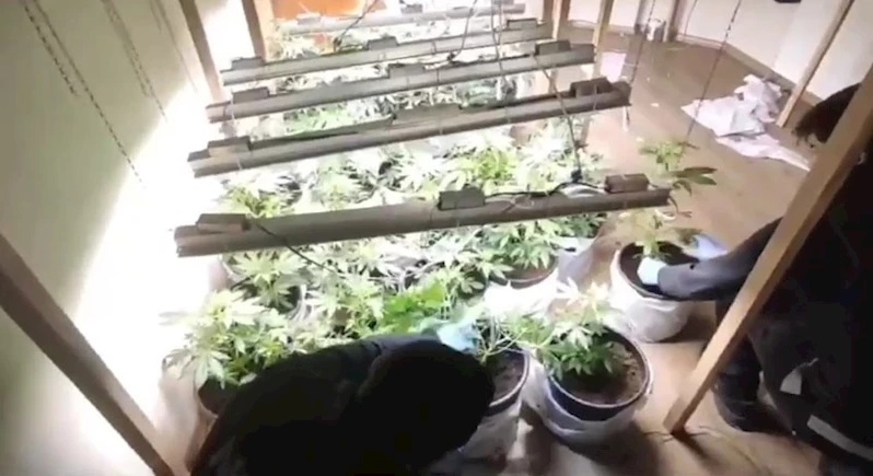 TEKIRDAĞ’DA UYUŞTURUCU OPERASYONU: ESRAR VE HINT KENEVIRI ELE GEÇIRILDI