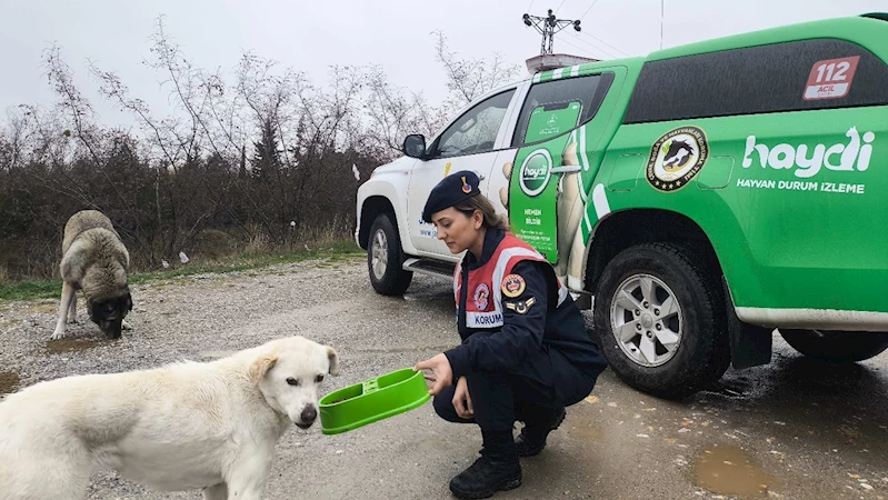 JANDARMA EKİPLERİ SOKAK HAYVANLARIN UNUTMADI
