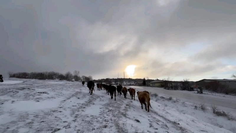 BESİCİLERİN KAR ALTINDA ZORLU MESAİSİ