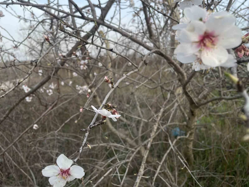 ERKEN ÇİÇEK AÇAN MEYVE AĞAÇLARI ÜRETİCİYİ ENDİŞELENDİRİYOR
