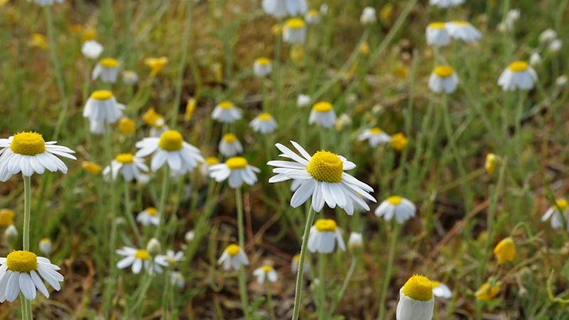 TARLALARDA PAPATYA ŞÖLENİ