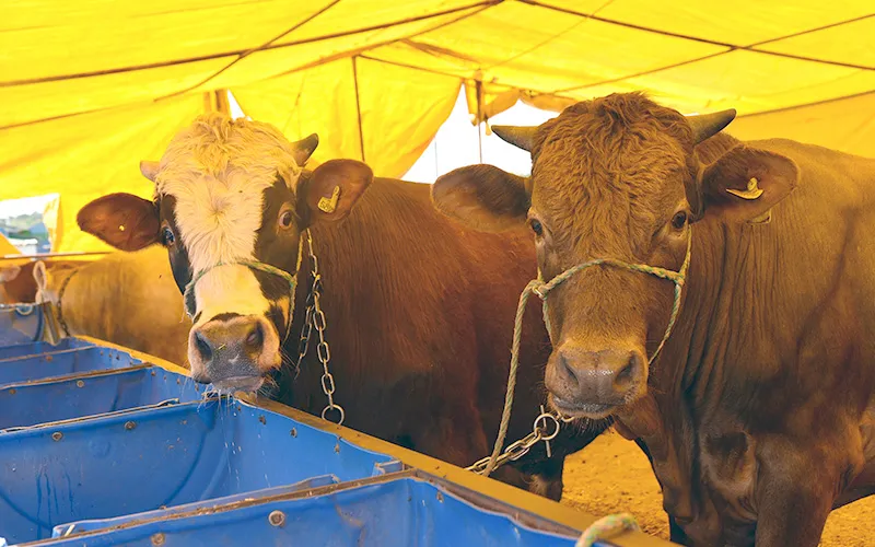 KURBAN SATIŞI İÇİN KAYITLAR BAŞLADI