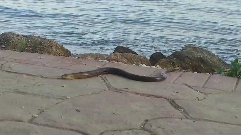 YILAN DEĞİL OLUKLU KERTENKELE 