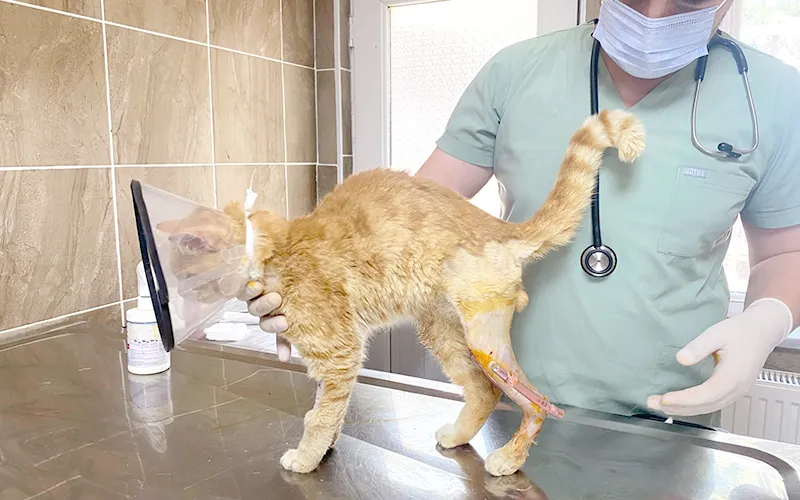 ÇORLU BELEDİYESİ’NDEN HAYVANLARA ŞİFA DAĞITIMI