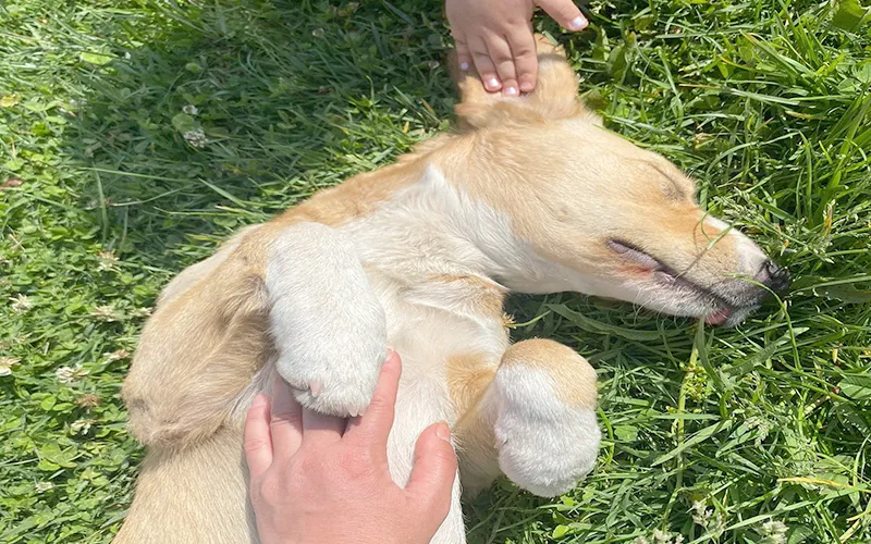 ÇERKEZKÖYLÜLER HAYVANLARA DESTEK OLACAK