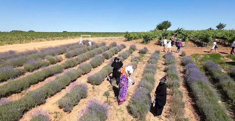 KIRKLARELİ’NDE MOR TURİZME İLGİ YOĞUN
