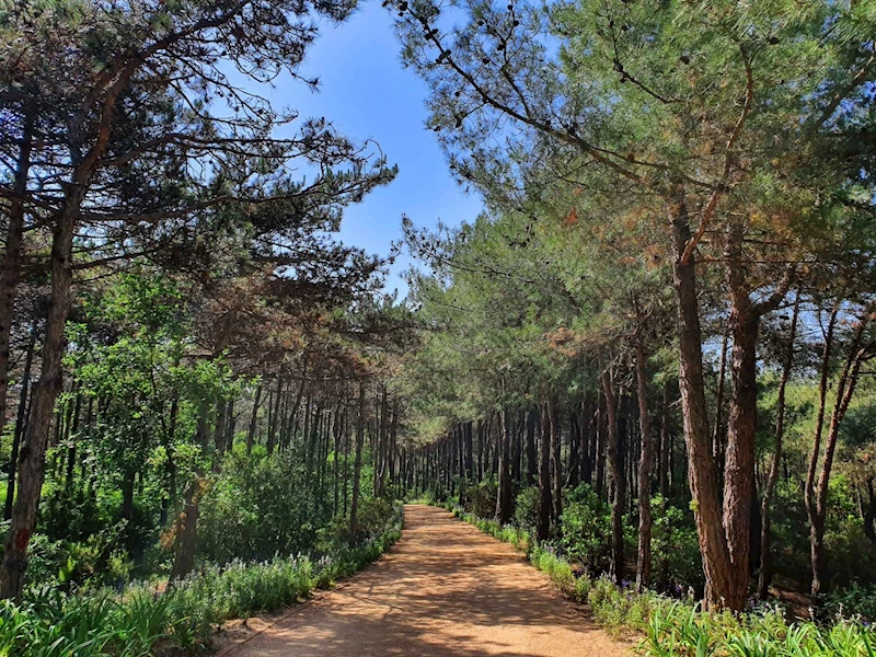 TEKİRDAĞ’DA ORMANLARA GİRİŞLER YASAKLANDI