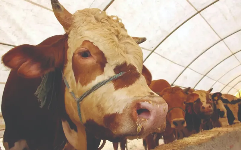 ACEMİ KASAPLAR OKUSUN…