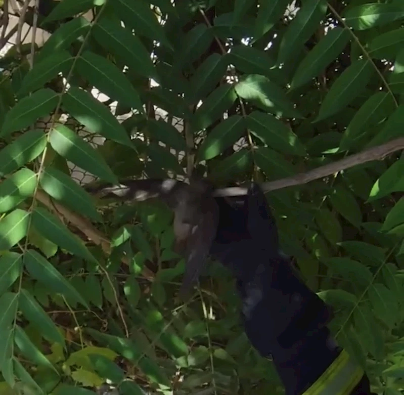 ÇATIDA İPE DOLANAN KUŞU İTFAİYE EKİPLERİ KURTARDI