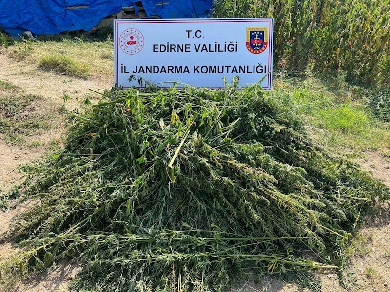 EDİRNE’DE 5 BİN 950 KÖK KENEVİR YAKALANDI