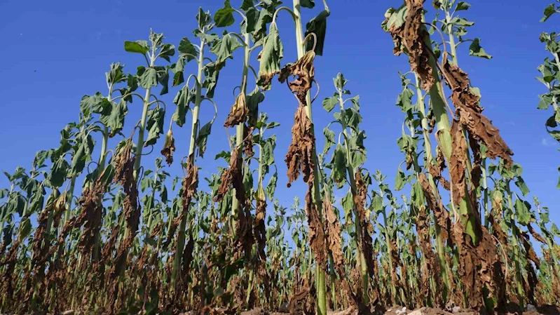 AYÇİÇEKLERİ KURUYUP ÇÜRÜDÜ, HASAT DAHİ YAPILAMAYACAK