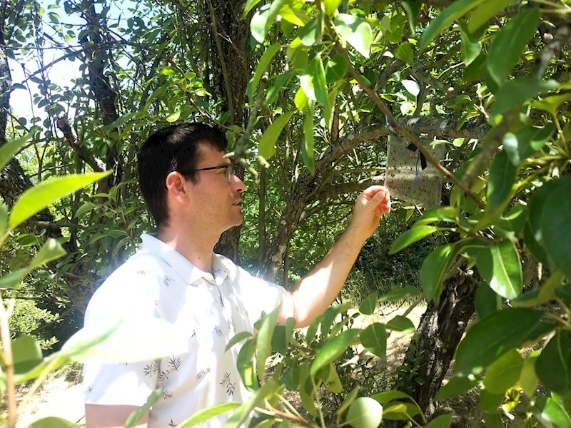 MEYVE BAHÇELERİNDE KAHVERENGİ KOKARCA KONTROL GERÇEKLEŞTİRİLDİ