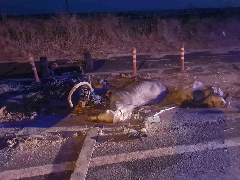 OTOMOBİLİN ÇARPTIĞI AT TELEF OLDU