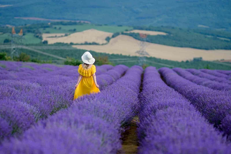 TEKİRDAĞ’DA 4. LAVANTA ŞENLİĞİ 8 TEMMUZ’DA BAŞLIYOR