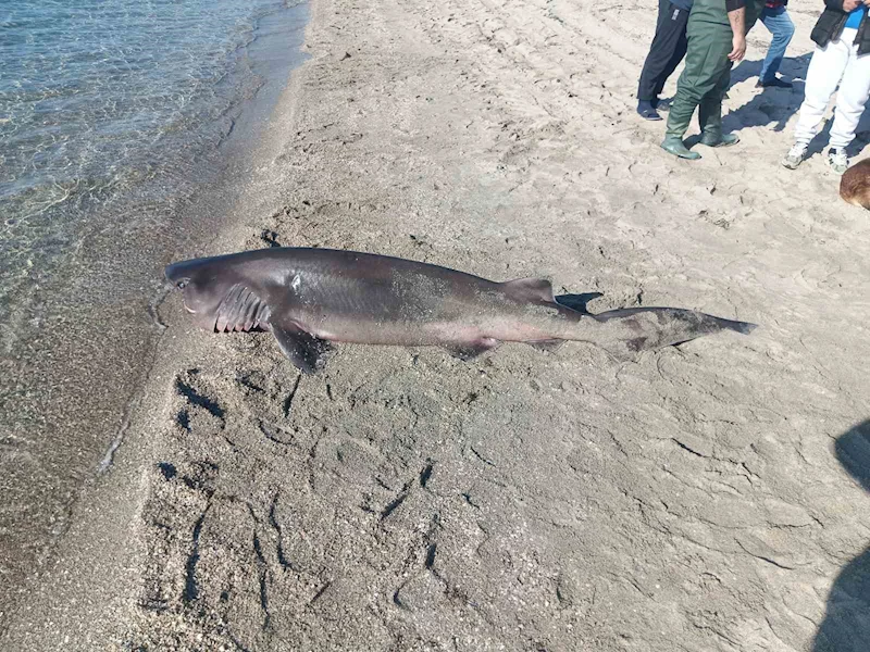 TEKİRDAĞ’DA SAHİLDE KÖPEK BALIĞI BULUNDU
