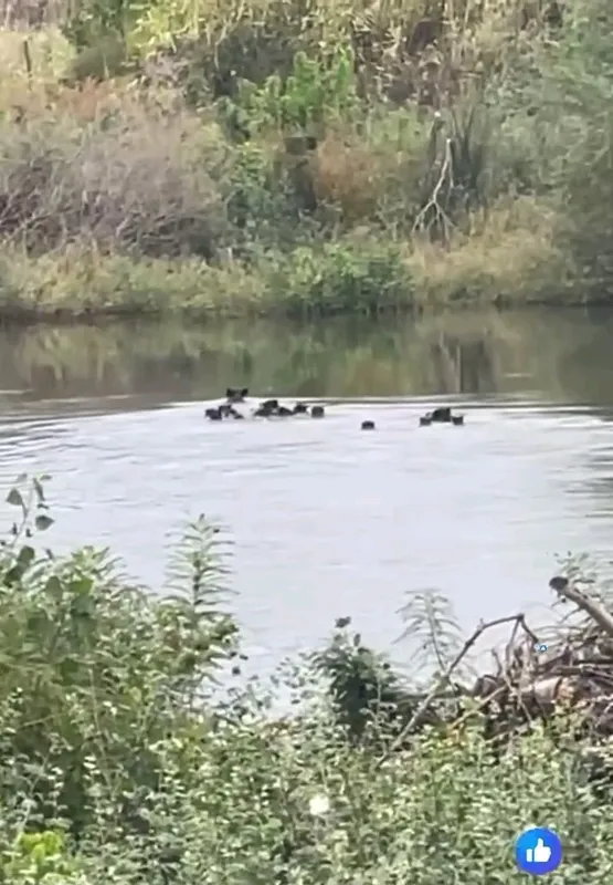 YABAN DOMUZLARI MERİÇ NEHRİ ÜZERİNDEN YUNANİSTAN’A GEÇTİ