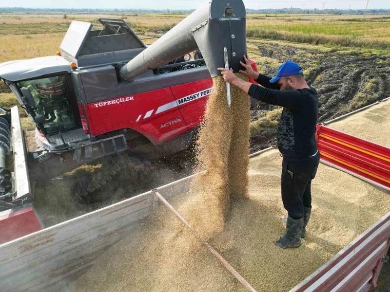 ÇELTİK HASADI BAŞLADI