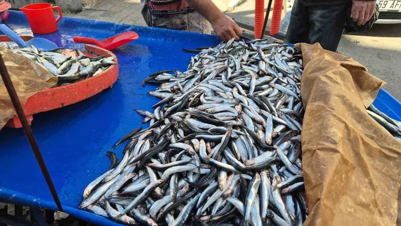 TEKİRDAĞ’DA HAMSİ VE SARDALYA 150 LİRADAN ALICI BULUYOR