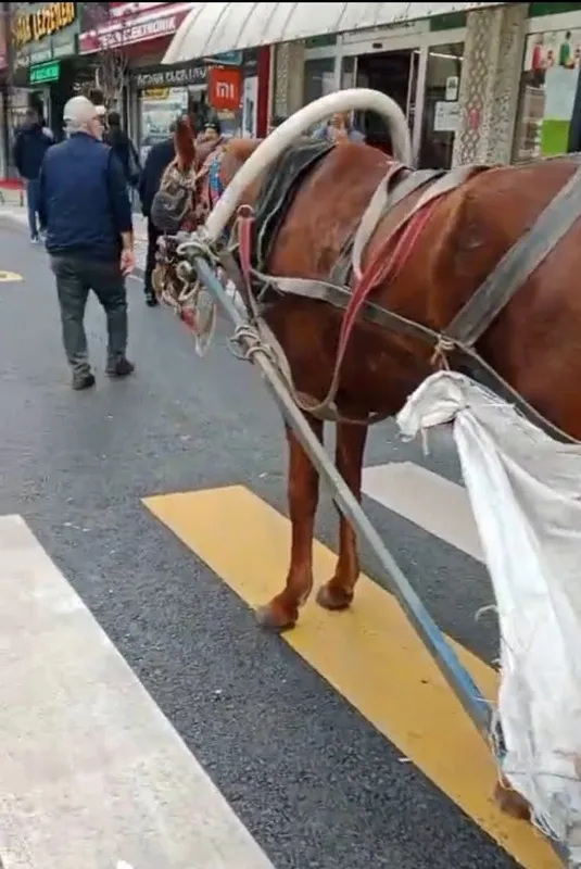 AT ARABASINA 993 LİRA HATALI PARK CEZASI