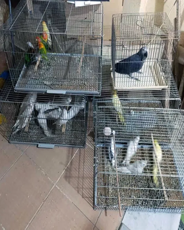 ÇORLU’DA EGZOTİK KUŞ OPERASYONU: CEZA YAĞDI