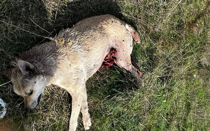 YILLARDIR BESLENEN ‘NİGAR’ VAHŞİCE KATLEDİLDİ!