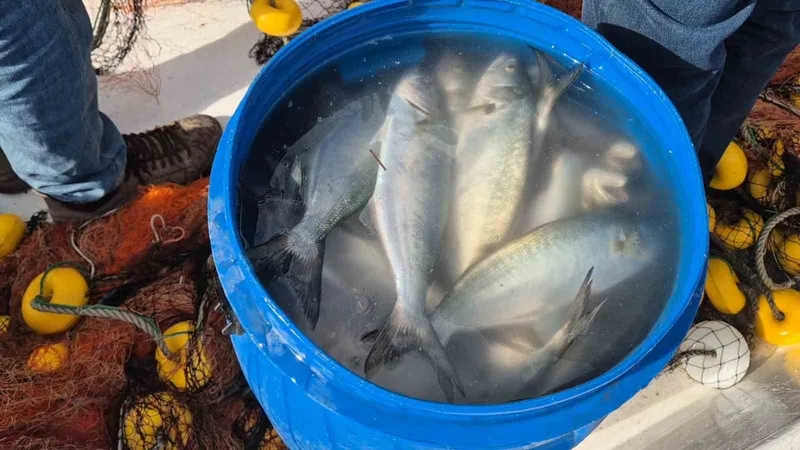 TEKİRDAĞ’DA AĞLARA TAKILAN LÜFER YÜZLERİ GÜLDÜRDÜ