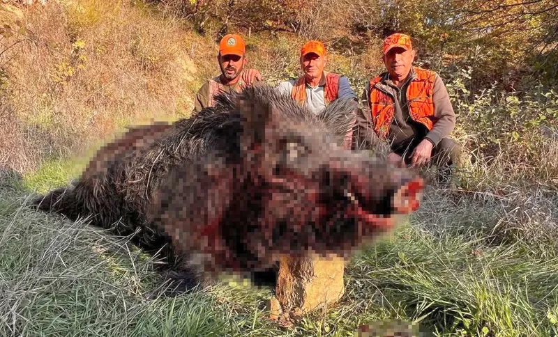 TEKİRDAĞ’DA AVCILAR BİLE ŞAŞIRDI: 300 KİLOLUK YABAN DOMUZU AVLANDI
