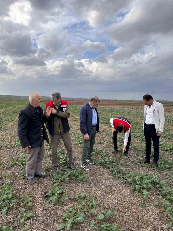 TEKİRDAĞ’DA ANIZA KANOLA EKİMİ