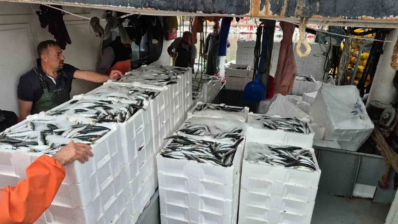 TAYFALAR MUTLU: YÜZLERCE KASA BALIK YAKALANDI