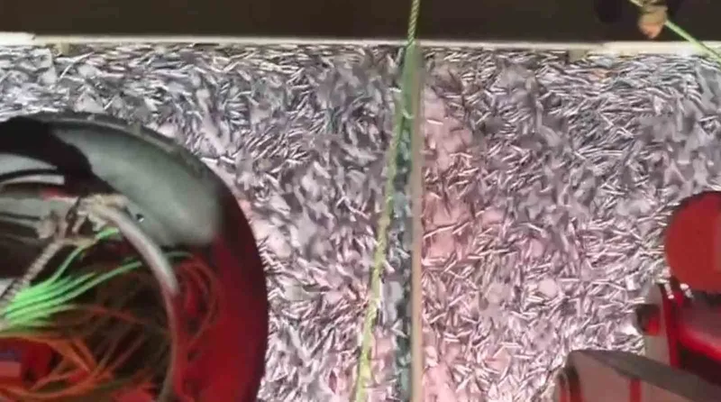 MARMARA’DA BEREKETLİ AV: BİN KASA HAMSİ, BİN KASA SARDALYA AVLANDI