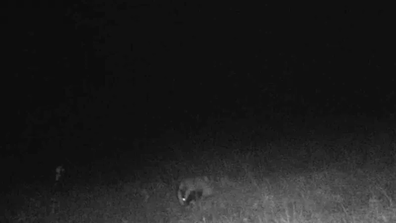 TEKİRDAĞ’DA PORSUK VE KAYA SANSARI GÖRÜNTÜLENDİ