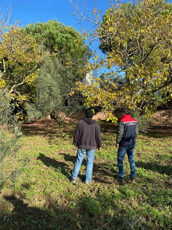 TEKİRDAĞ’DA CEVİZ BAHÇESİNDE HASTALIK VE ZARARLI KONTROLÜ YAPILDI