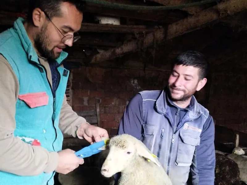 KÜÇÜKBAŞ HAYVANLARIN KÜPELERİ TAKILDI