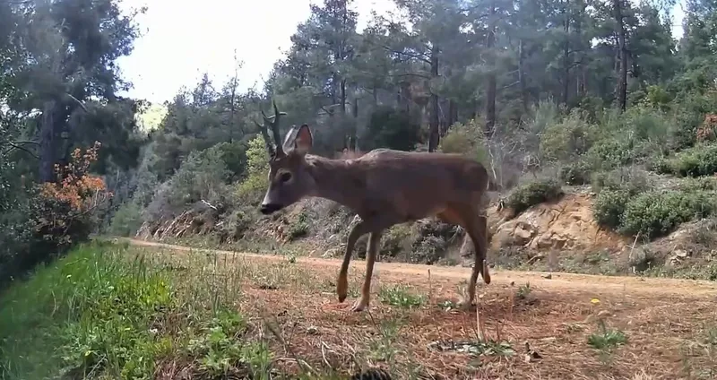 GANOS DAĞLARI’NDA FOTOKAPAN İKİ KARACAYI GÖRÜNTÜLEDİ