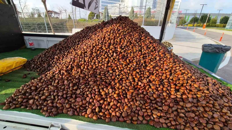 KESTANE SEZONU AÇILDI: KİLOSU 175 LİRA