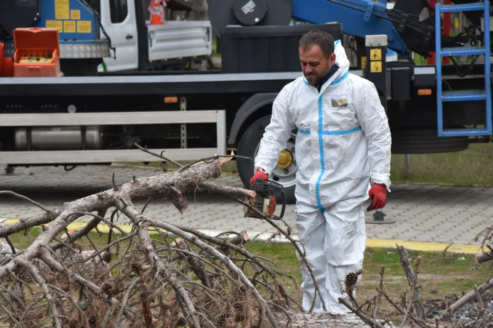 TEKİRDAĞ’DA ÇAM KESE BÖCEĞİ İSTİLASI
