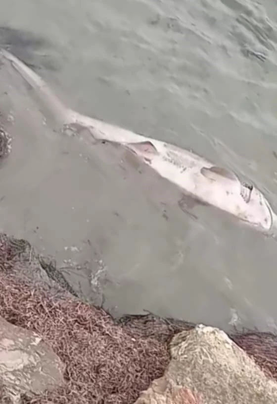 TEKİRDAĞ’DA NESLİ TEHDİT ALTINDAKİ PAMUK CİNSİ KÖPEK BALIĞI KIYIYA VURDU