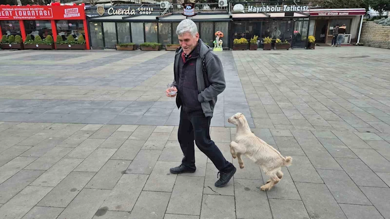TEKİRDAĞ’DA ÇAYCIYLA DOLAŞAN OĞLAK HAYRETE   DÜŞÜRDÜ