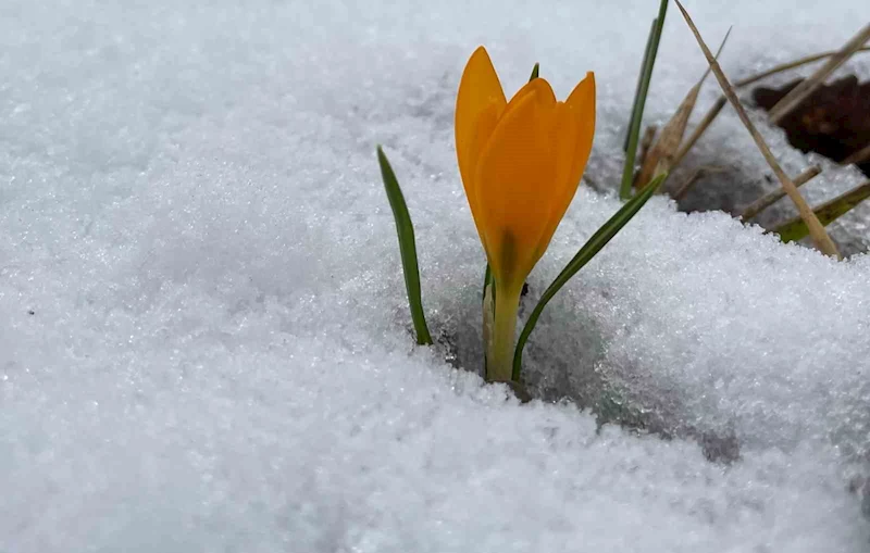 TEKİRDAĞ’DA GANOS DAĞLARI BEYAZA BÜRÜNDÜ, KARDELENLER AÇTI