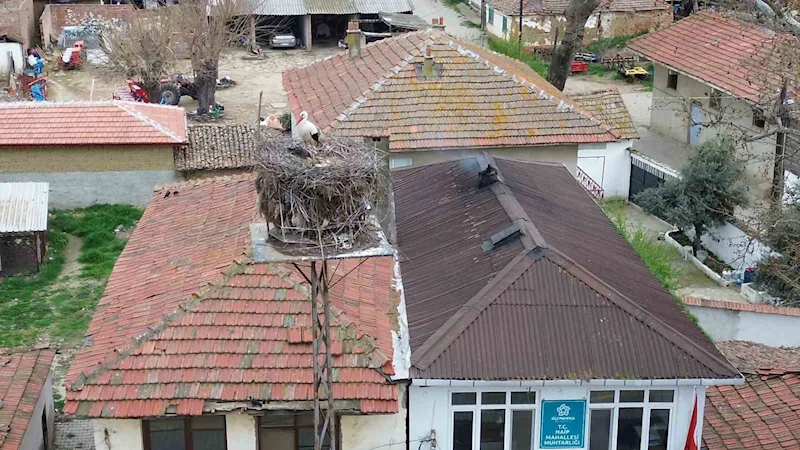 TEKİRDAĞ’DA LEYLA İLE MECNUN YUVALARINA DÖNDÜ