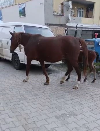 TEKİRDAĞ’DA BAŞIBOŞ ATLAR SÜRÜCÜLERE ZOR ANLAR YAŞATIYOR