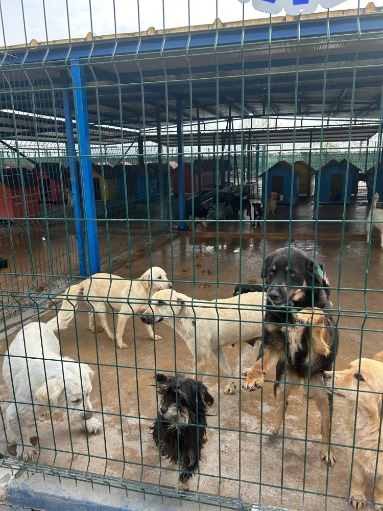 BARO HAYVAN HAKLARI KOMİSYONU’NDAN UYARI: BARINAKLAR ÖLÜM KAMPI RİSKİ TAŞIYOR!