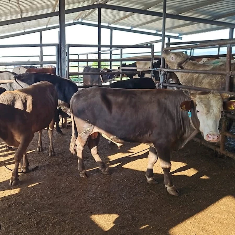 TEKİRDAĞ’DA KAÇAK HAYVAN SEVKİYATINA AĞIR CEZA