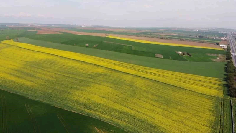 YEŞİL İLE SARININ DANSI: TEKİRDAĞ’DA KANOLA TARLALARI GÖRSEL ŞÖLEN SUNUYOR