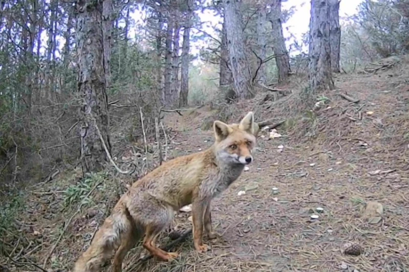DOMUZ, KARACA, KURT SÜRÜSÜ NE ARARSAN VAR: GİZEMLİ KEDİYİ BİLE GÖRÜNTÜLEDİ