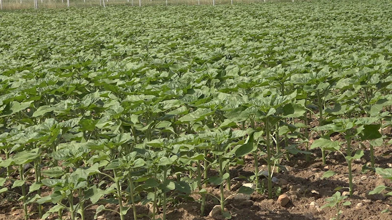 SON YAĞIŞLAR ÇİFTÇİNİN UMUDU OLDU: TRAKYA’DA AYÇİÇEĞİN GELİŞİMİ HIZ KAZANDI