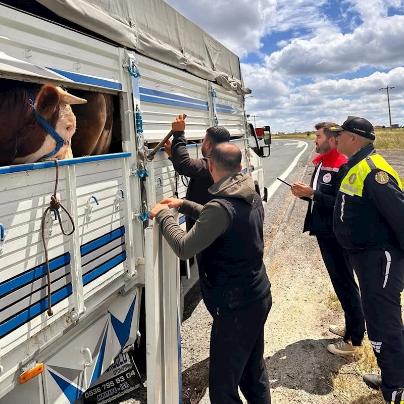 TEKİRDAĞ’DA KAÇAK HAYVAN SEVKİYATINA 105 BİN TL CEZA