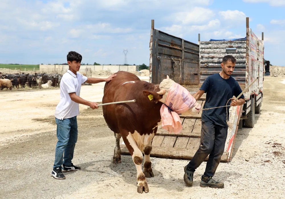 KURBANLIK SATIŞ VE KESİM YERİNDE BAYRAM HAREKETLİLİĞİ BAŞLADI